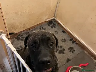 Mixed Breed dogs Cane Corso x presa - Advert 1