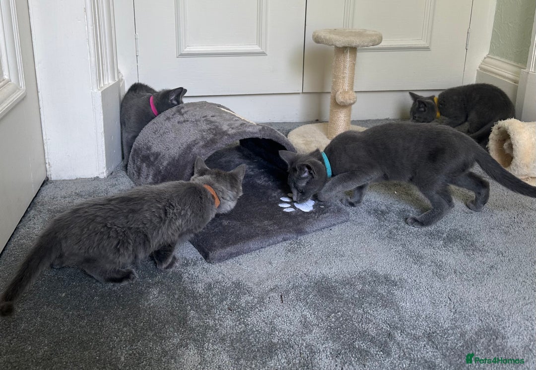 Russian Blue cats for sale: Russian Blue Kittens  in Lanark - Image 31