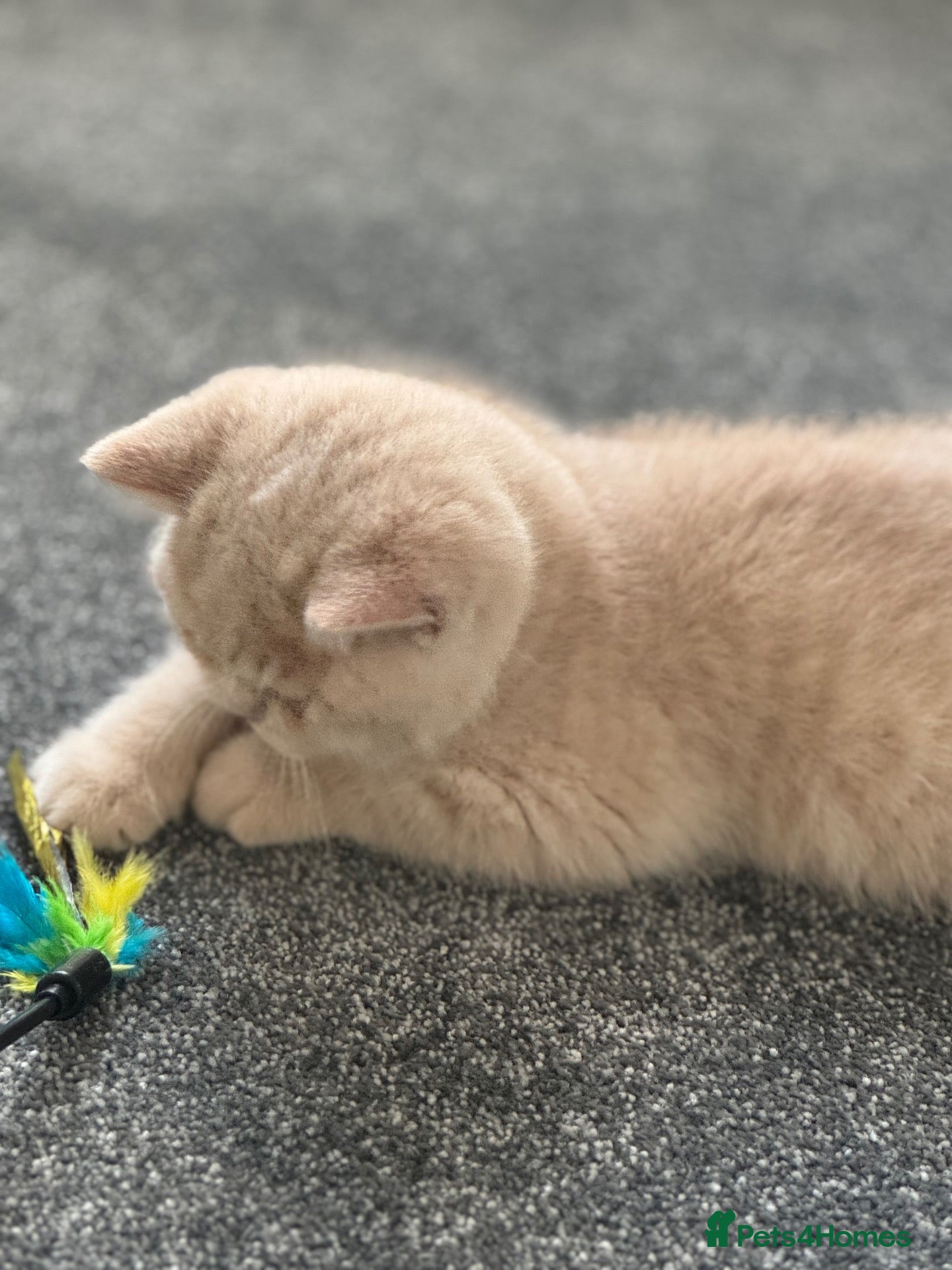 British Shorthair cats TICA CH Parents beautiful cream kitten male . - Advert 3