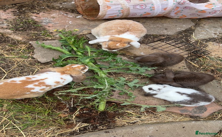 Mini Lop rabbits - Advert 1