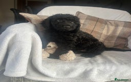 Cockapoo dogs for sale: F1 miniature gorgeous cockapoo puppies  - Image 22