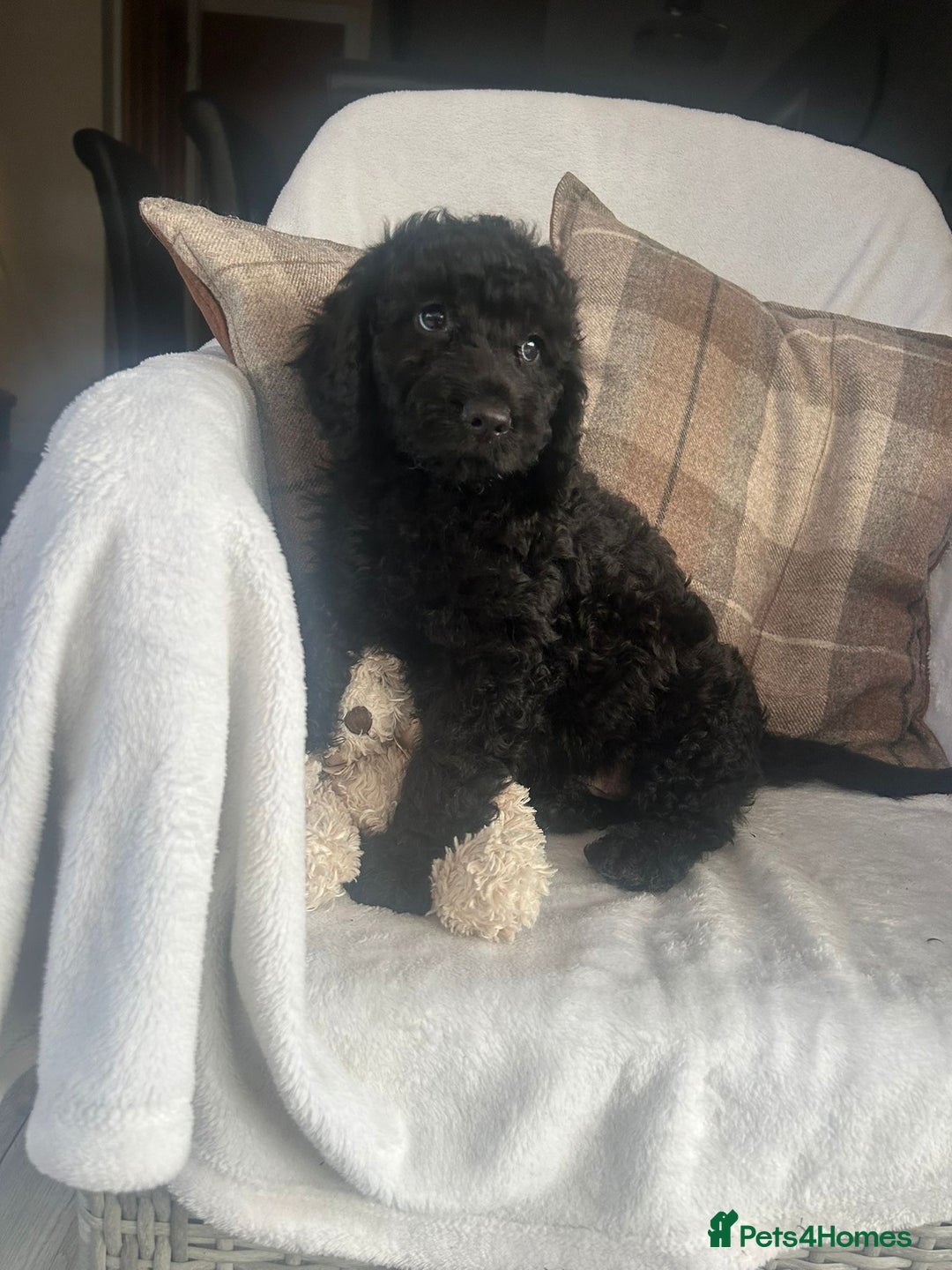 Cockapoo dogs for sale: F1 miniature gorgeous cockapoo puppies  - Image 22