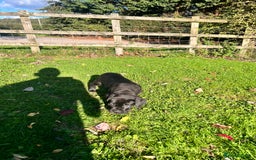 Cane Corso dogs for sale: ICCF reg cane corsos, last 2 from litter  - Image 4