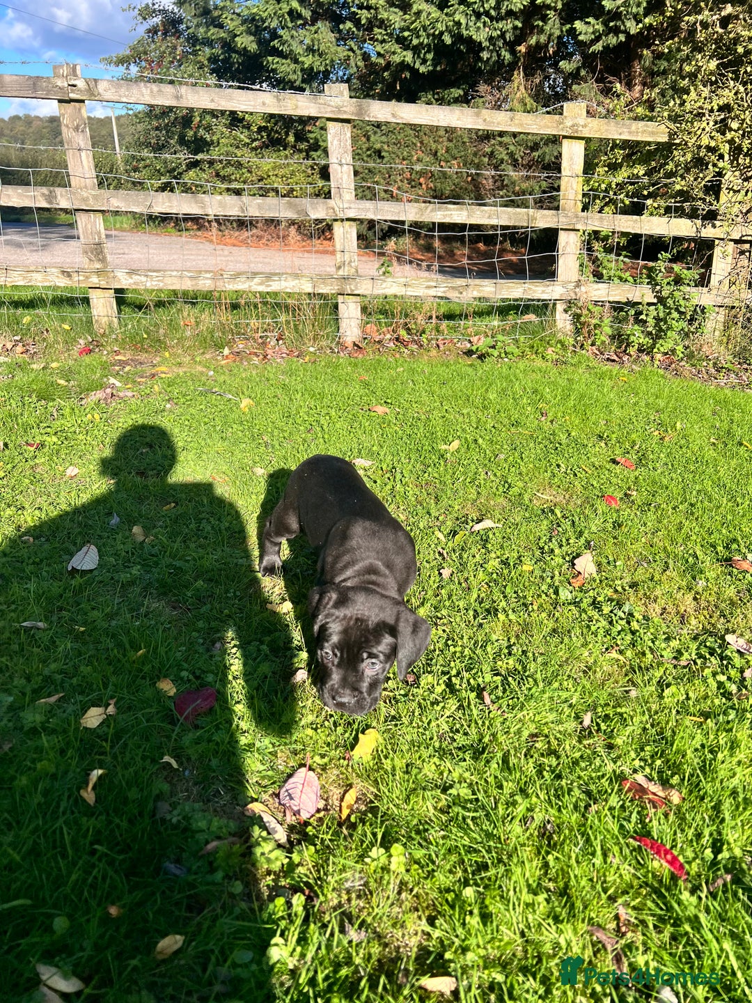 Cane Corso dogs for sale: ICCF reg cane corsos, last 2 from litter  - Image 4