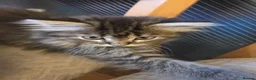 Persian cats for sale: Beautiful dollface persian chinchilla kittens  - Advert 19