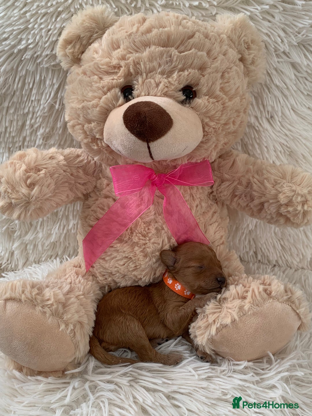 Poochon dogs for sale: Beautiful Poochon Puppies 🐾 - Image 2