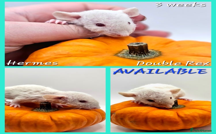 Rat rodents - Advert 12
