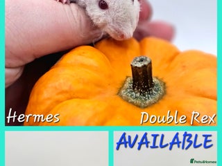 Rat rodents - Advert 9