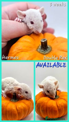 Rat rodents - Advert 12