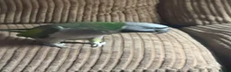Parakeets birds for sale: Female Lord Derbyran (semi tame) in Aylesbury - Advert 8