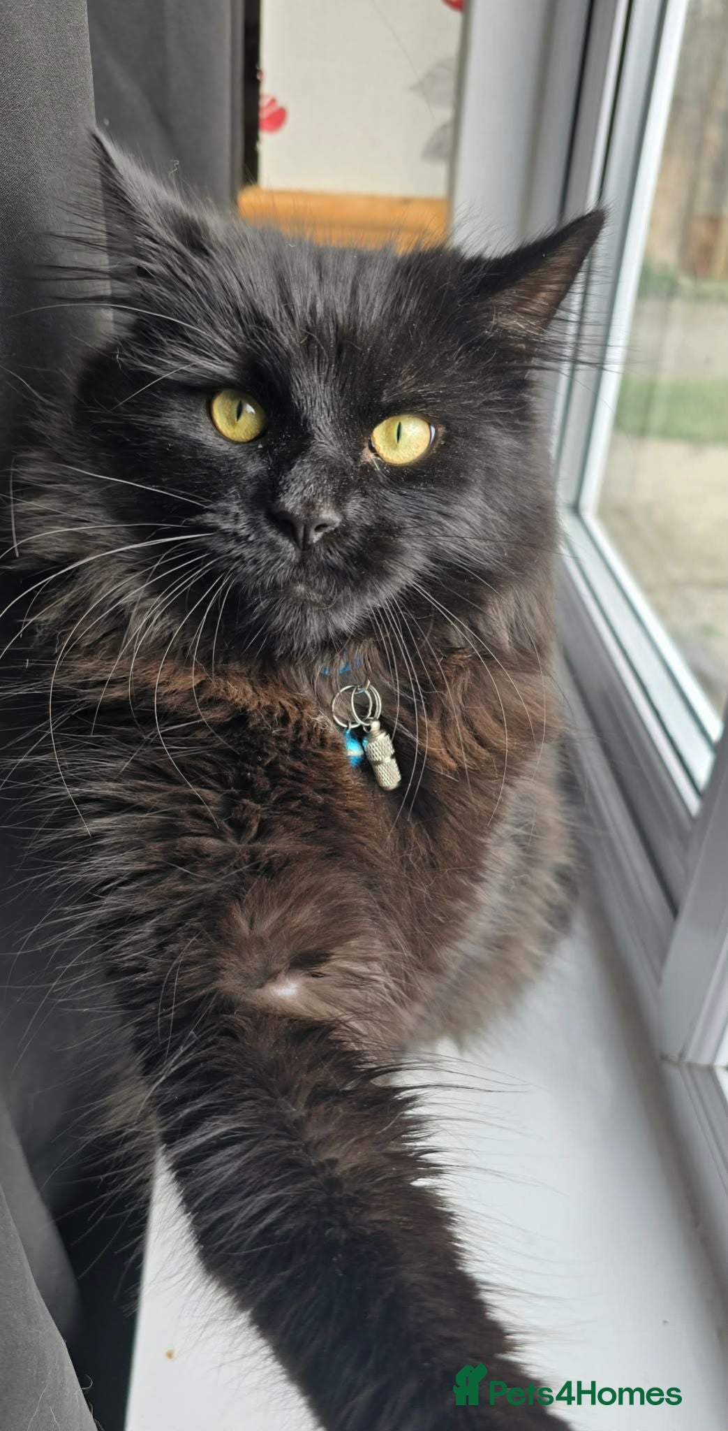 Mixed Breed cats maine coon mix  - Advert 1