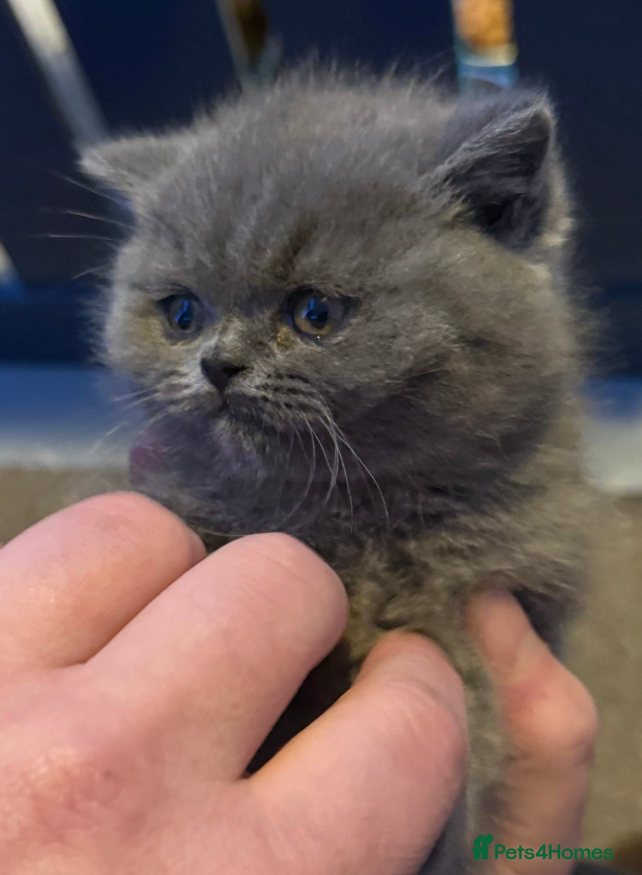 British Shorthair cats British Blue British Shorthair girl available - Advert 1