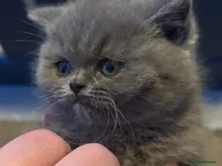 British Shorthair cats British Blue British Shorthair girl available - Advert 1
