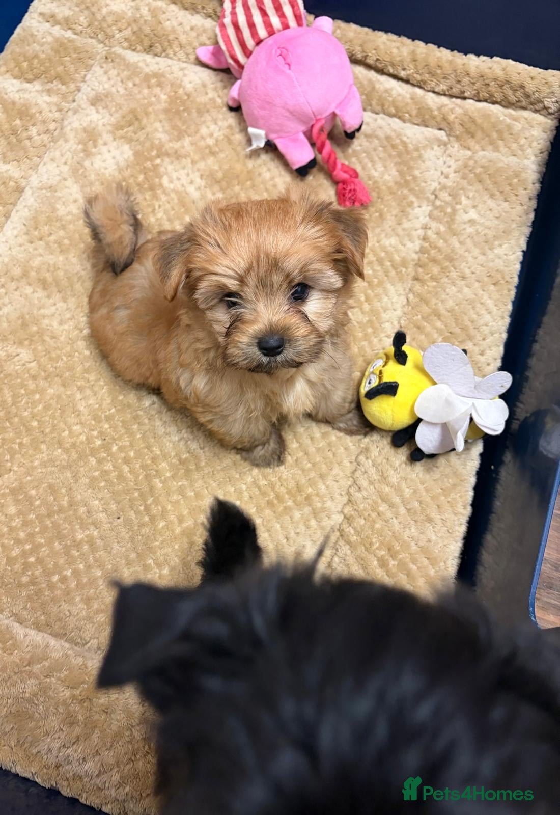 Yorkshire Terrier dogs Beautiful Yorkshire terrier pups🩵🩷 - Advert 1