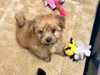 Yorkshire Terrier dogs Beautiful Yorkshire terrier pups🩵🩷 - Advert 1