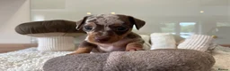 Miniature Dachshund dogs for sale: Beautiful mini dachshund girls🥰 - Advert 5