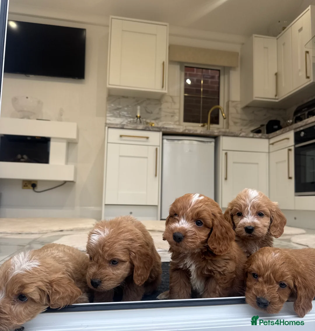 Cockapoo dogs for sale: F1 COCKAPOOS pra clear (council lincesed) - Advert 20