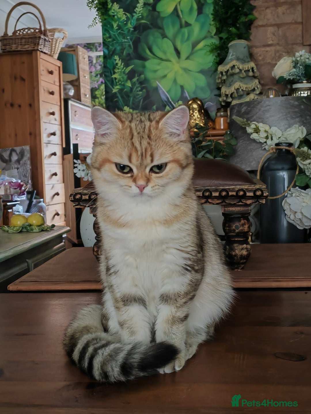 Golden Chinchilla Silver Tipped British Shorthair For Sale Silver