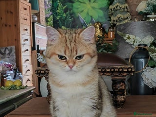 British Shorthair cats - Advert 12