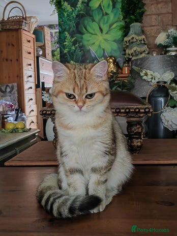 British Shorthair cats - Advert 2