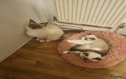 Ragdoll cats for sale: Ragdoll kittens  - Image 14