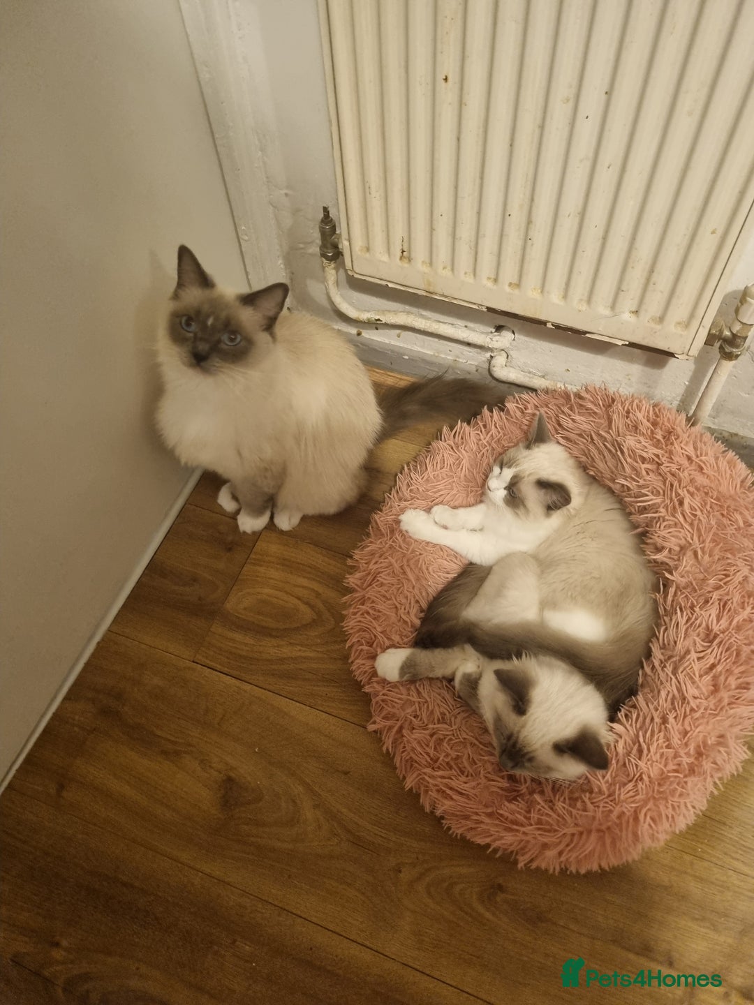 Ragdoll cats for sale: Ragdoll kittens  - Image 14
