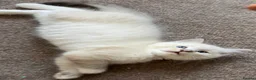 British Shorthair cats for sale: Beautiful Ragdoll Kittens Available - Advert 6