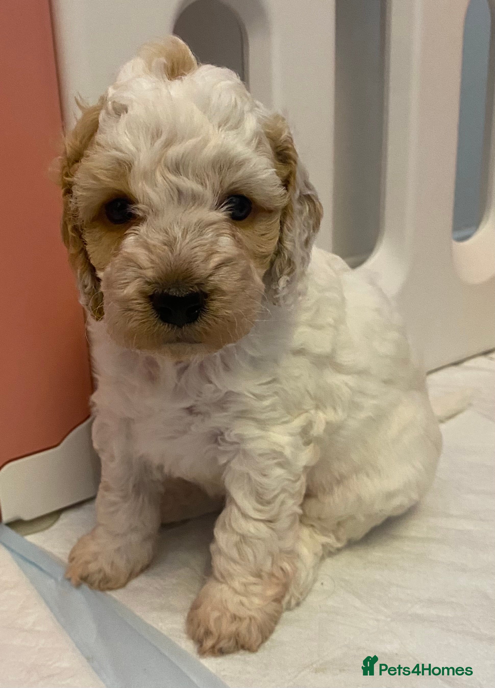 Cockapoo dogs Beautiful F2 Cockapoo Puppies  - Advert 2