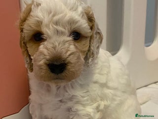 Cockapoo dogs Beautiful F2 Cockapoo Puppies - Advert 2