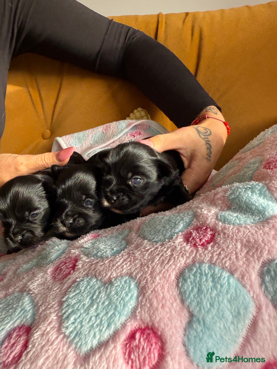 Yorkshire Terrier dogs for sale: Black Onyx Yorkie ready to Reserve 🖤 - Image 5