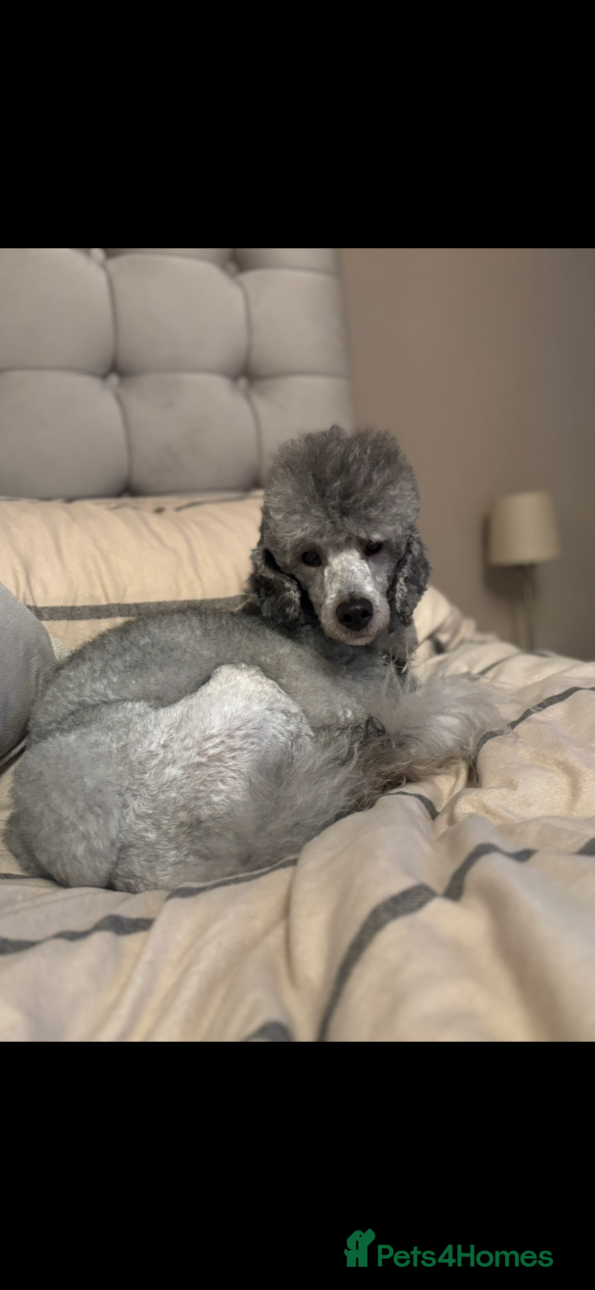 Miniature Poodle dogs KC miniature silver poodle STUD ONLY  - Advert 2