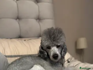 Miniature Poodle dogs KC miniature silver poodle STUD ONLY - Advert 2