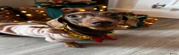 Miniature Dachshund dogs for stud: Chocolate Tan Smooth Miniature Dachshund - Advert 7