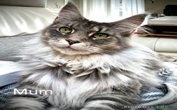 Maine Coon cats for sale: Pedigree Maine Coon Kittens Champion-Giant Russian - Image 3
