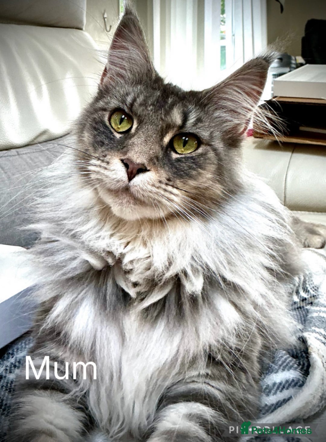 Maine Coon cats for sale: Pedigree Maine Coon Kittens Champion-Giant Russian - Image 3
