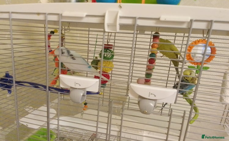 Budgerigars birds - Advert 8