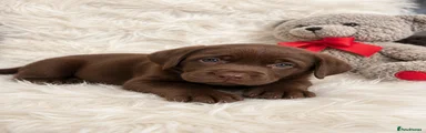 Labrador Retriever Puppy 2