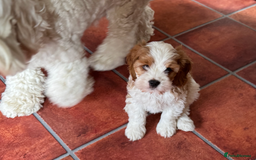 Cavapoo dogs for sale: Miniature Australian Cavadoodles - Image 14