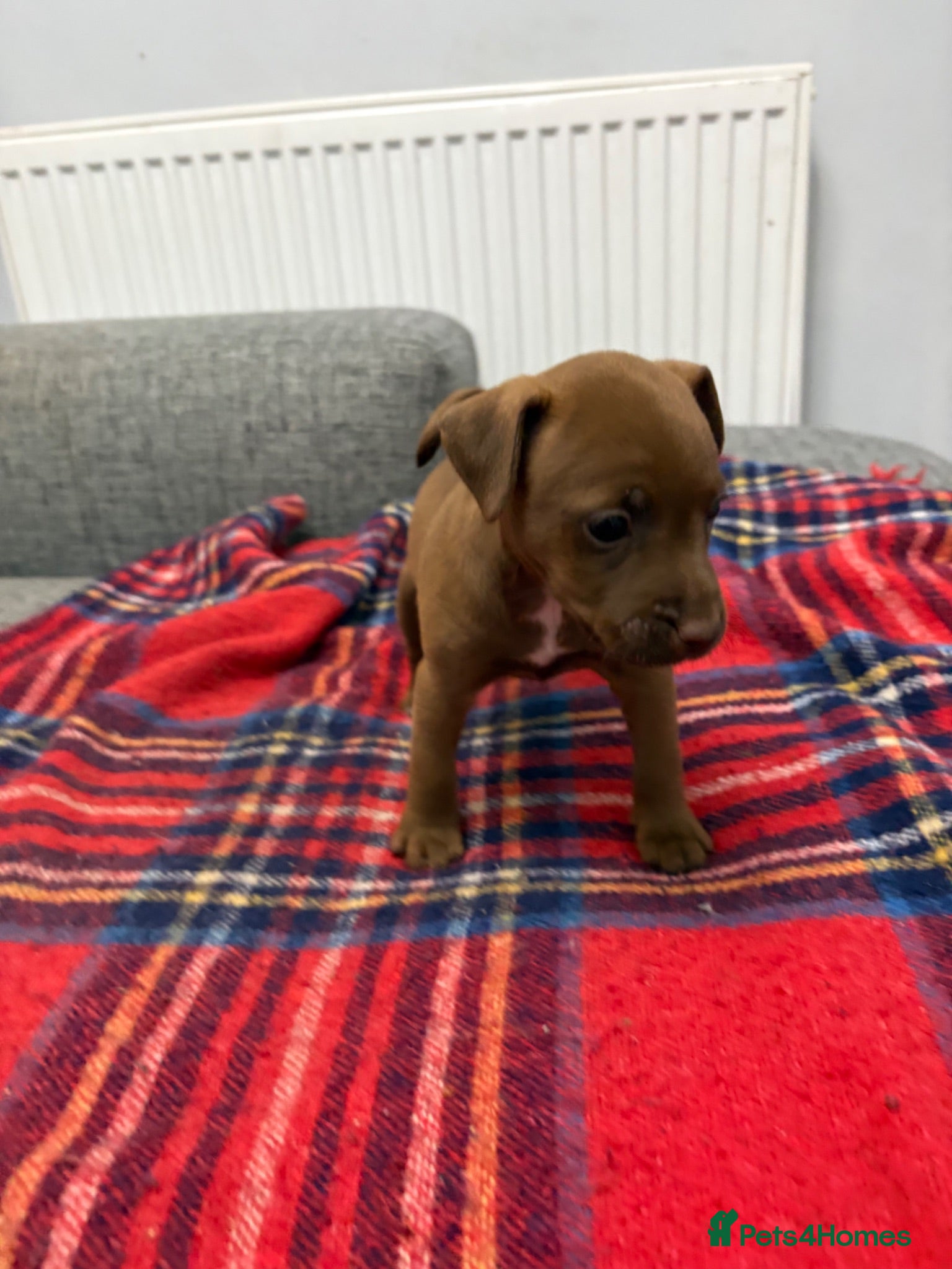 Patterdale Terrier dogs Patterdale terrier pups  - Advert 2