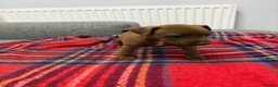 Patterdale Terrier dogs for sale: Patterdale terrier pups  - Advert 2