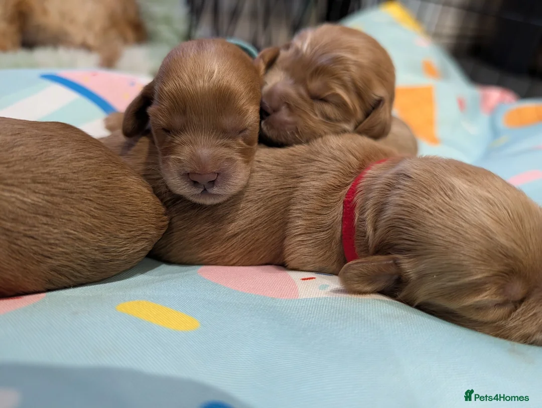 Cavapoo dogs for sale: BEAUTIFUL F1B CAVAPOO PUPPIES  - Advert 2