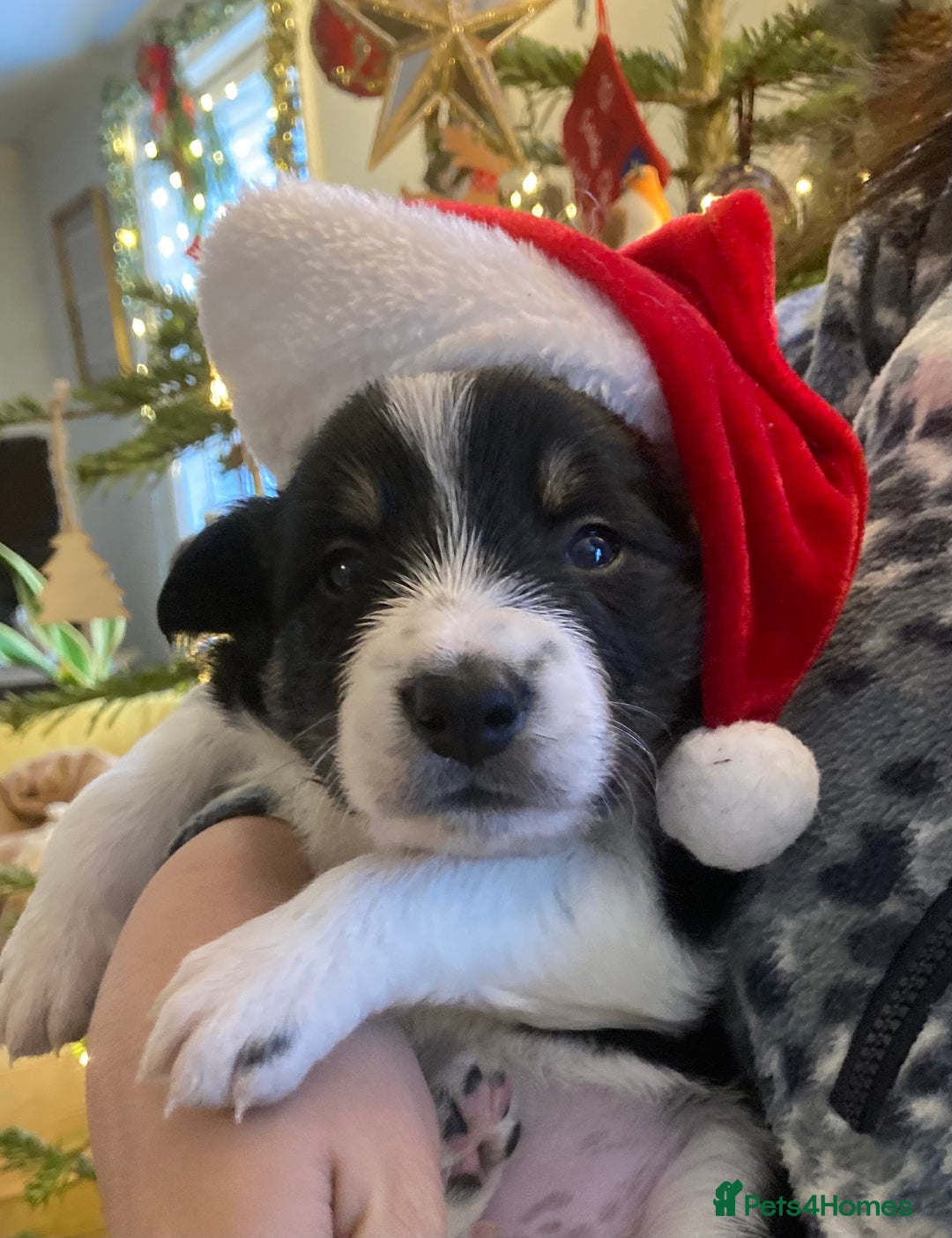 Border Collie dogs for sale: 6 gorgeous high quality Border Collie Puppies  - Advert 12