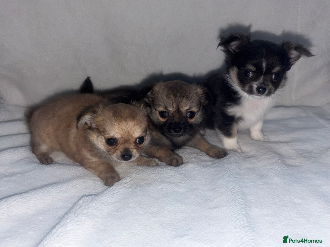 Chihuahua dogs for sale: long hair chihuahua - Advert 2