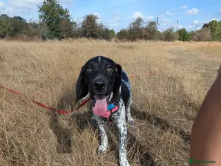 Mixed Breed dogs Amber Sweet 5 mth Pointer cross puppy - Advert 1