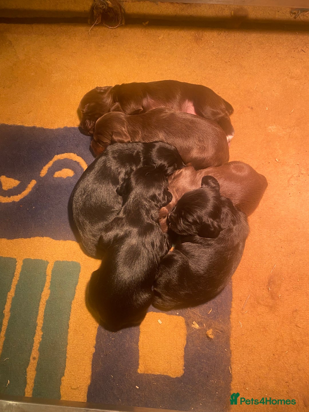 Sprocker dogs for sale: Sprocker Spaniel Puppies - Image 17