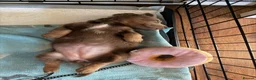 Miniature Dachshund dogs for sale: Miniature Long-Haired Dachshund Puppy - Advert 2