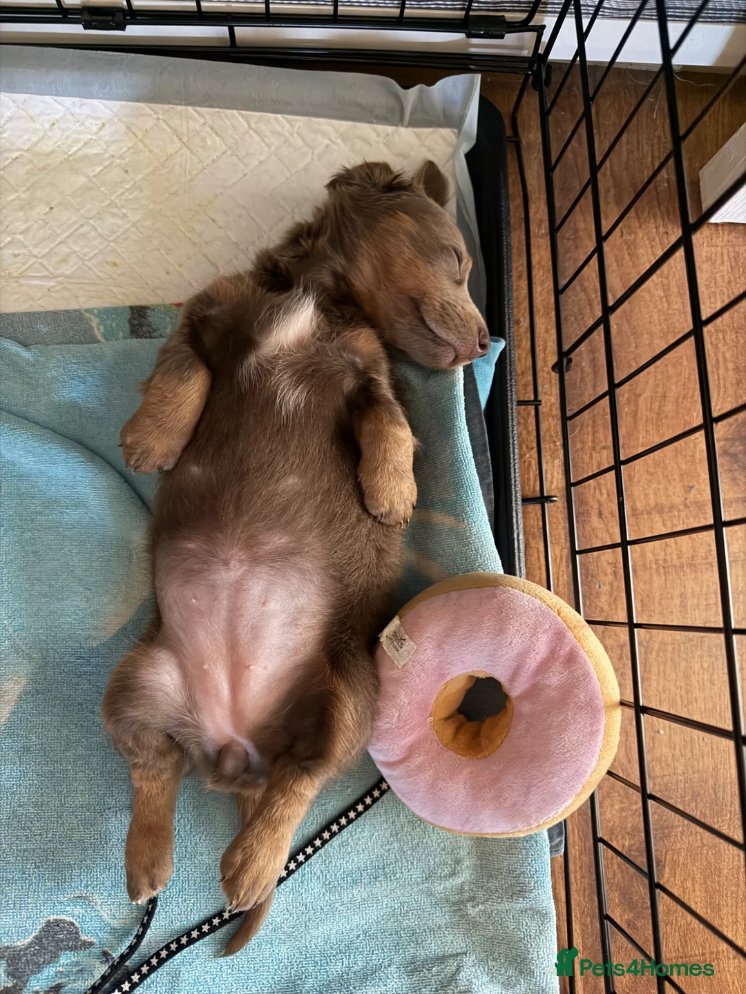 Miniature Dachshund dogs for sale: Miniature Long-Haired Dachshund Puppy - Advert 2