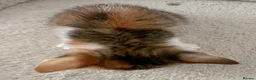 Mixed Breed cats for sale: Daisy, Calico female kitten - Advert 5