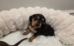 Miniature Dachshund dogs for sale: Incredible KC pups from Cream & Champion lines - Advert 6