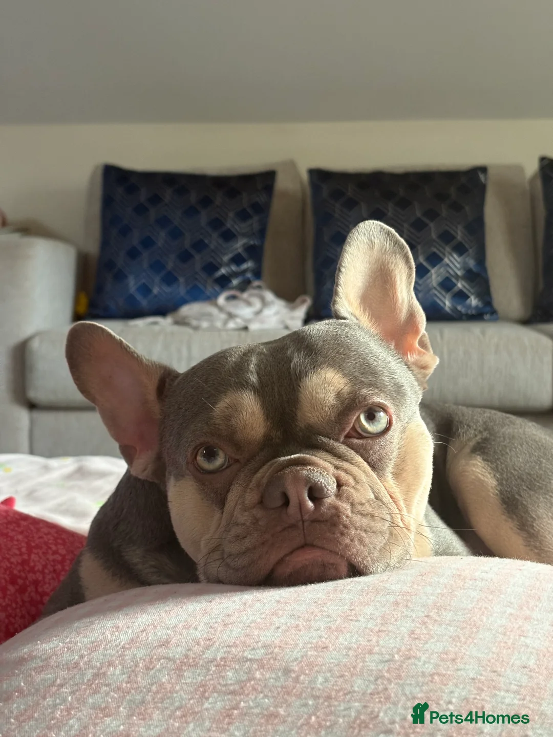 French Bulldog dogs for sale: Beautiful Blue and cream frenchie  - Advert 1